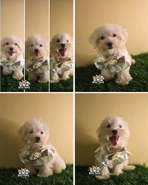 For Sale Puppy Male Female Maltese