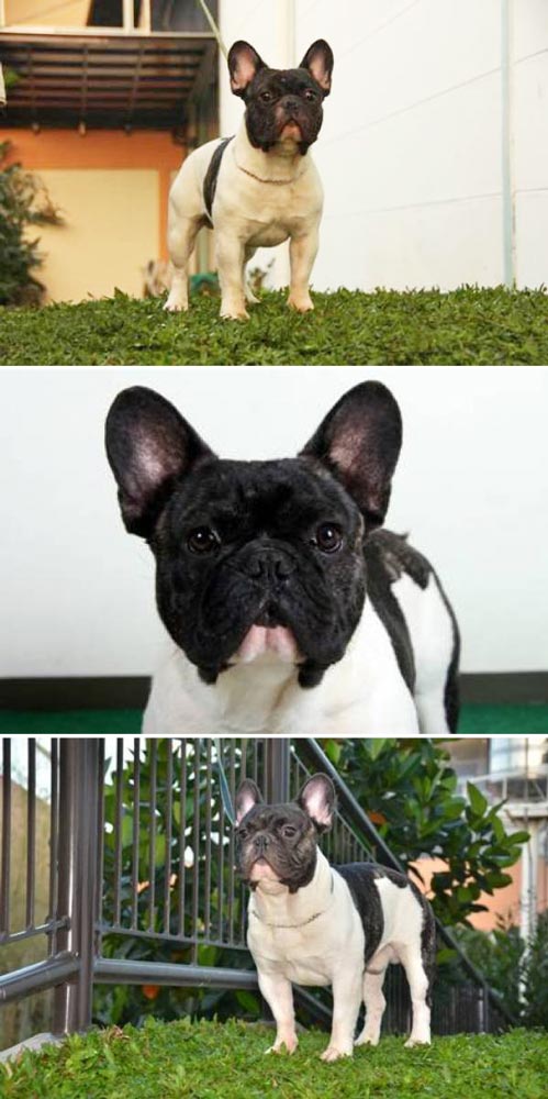 Rolex del Dolcezza Dei Movimenti