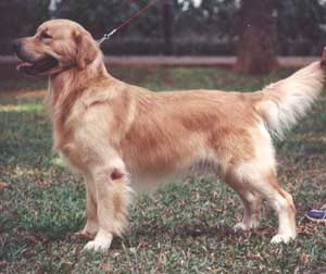 Joscelind Kennel (Golden Retriever)