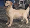 Joscelind Kennel (Golden Retriever)