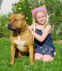 Surat Terbuka Mengenai American Pitt Bull Terrier (APBT)