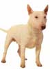 Anjing Bull Terrier