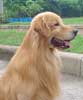 Golden Retriever (Versi AKC & The Kennel Club)