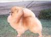 Pomindo Pomeranians