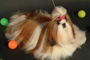 Summer Love Shih Tzu