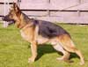 Anjing Gembala Jerman