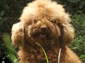 Pejantan Poodle : A.Vodka (Import Taiwan)
