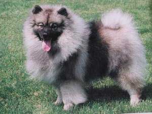 Anjing Keeshond