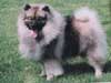 Anjing Keeshond
