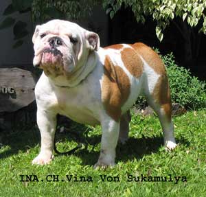 Anjing English Bulldog