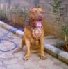 APBT