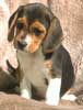 Anjing Beagle