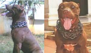 Gold Digger PitBuLLs