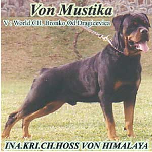 INA.KRI.CH.HOSS VON HIMALAYA