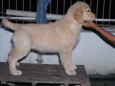 Golden Chocolate kennel