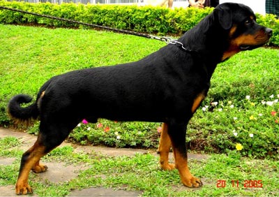 Von White Sand Amour