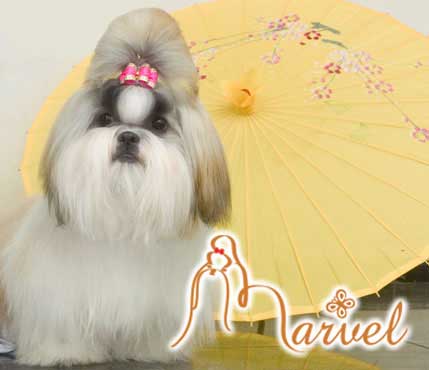Marvel Shih Tzu