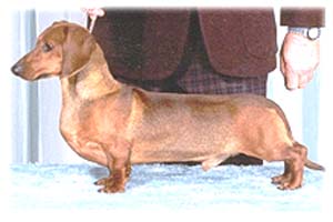 Dachindo Kennel (Miniature Dachshund)