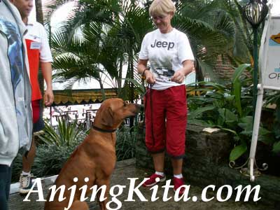 Liputan Dogs On The Road & Swimming