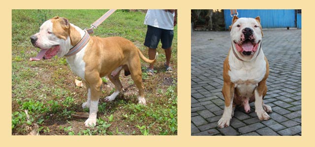 Rex Dynamite Lexxus Von Dago Alamanda