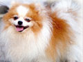 Pom-Pom von Sweet