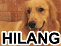 Golden Retriever Hilang Di Perum Taman Ratu