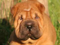 House Of Shar-Pei