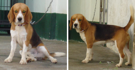 Ferlorch Clearcut Emerald