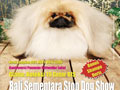 DOGfans News Edisi 91/Januari 2009