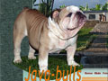 Java-Bulls.Com