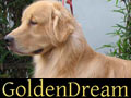 Golden Dream Kennel