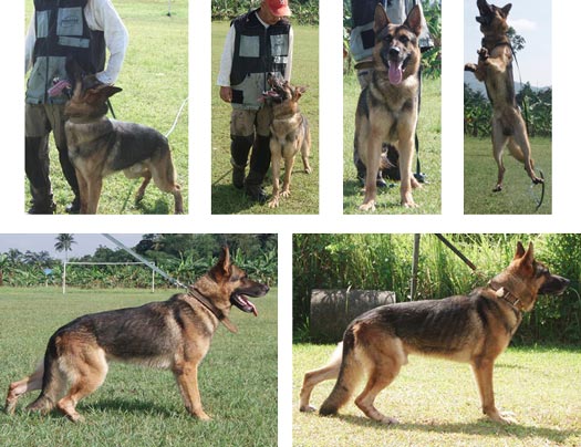 Arko vom Stadtfeld, Sch3