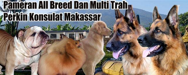 Pameran All Breed & Multi Trah Perkin Konsulat Makassar