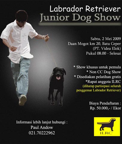 Labrador Retriever Junior Dog Show