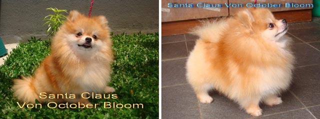 Santa Claus Von October Bloom