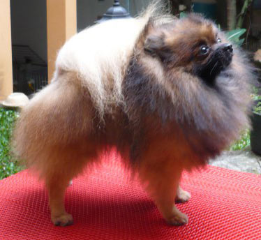 Amerindo Uranus Paracelsus