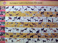 Poster 115 Anjing