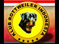 RottweilerIndonesia.Com