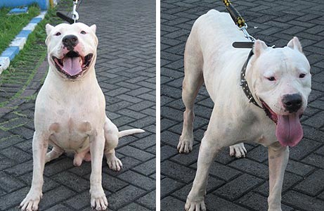 A.Gruno von A.Bodyguard 