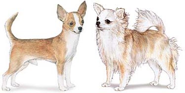 Polling Tentang Persilangan Jenis Rambut Anjing Chihuahua