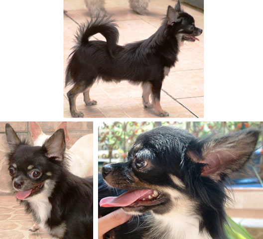 Cardinal Silver Knight