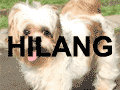 Shih Tzu Hilang Di Pamulang