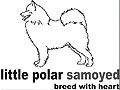 Little Polar Samoyed