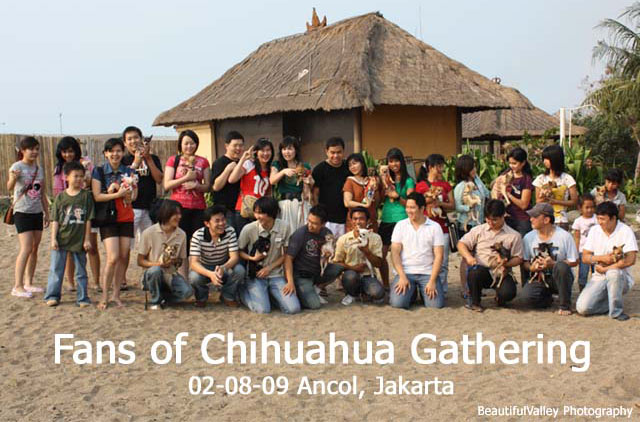 Fans of Chihuahuas Gathering�Yang Pertama�di Ancol