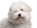 Anjing Coton De Tulear