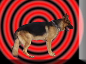 Oscar Von Griya Gembala, BH