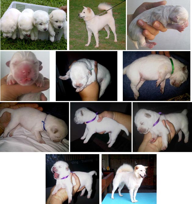 Kintamani - Bali "Vom Hause Terraria"