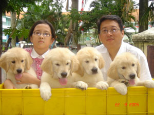 Vanessa Golden Retriever Kennel