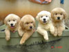 Vanessa Golden Retriever Kennel