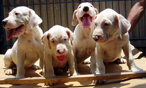 BodyGuard Dogo Kennel